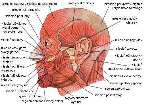 2c. Mimika twarzy (mięśnie twarzy) Źródło: