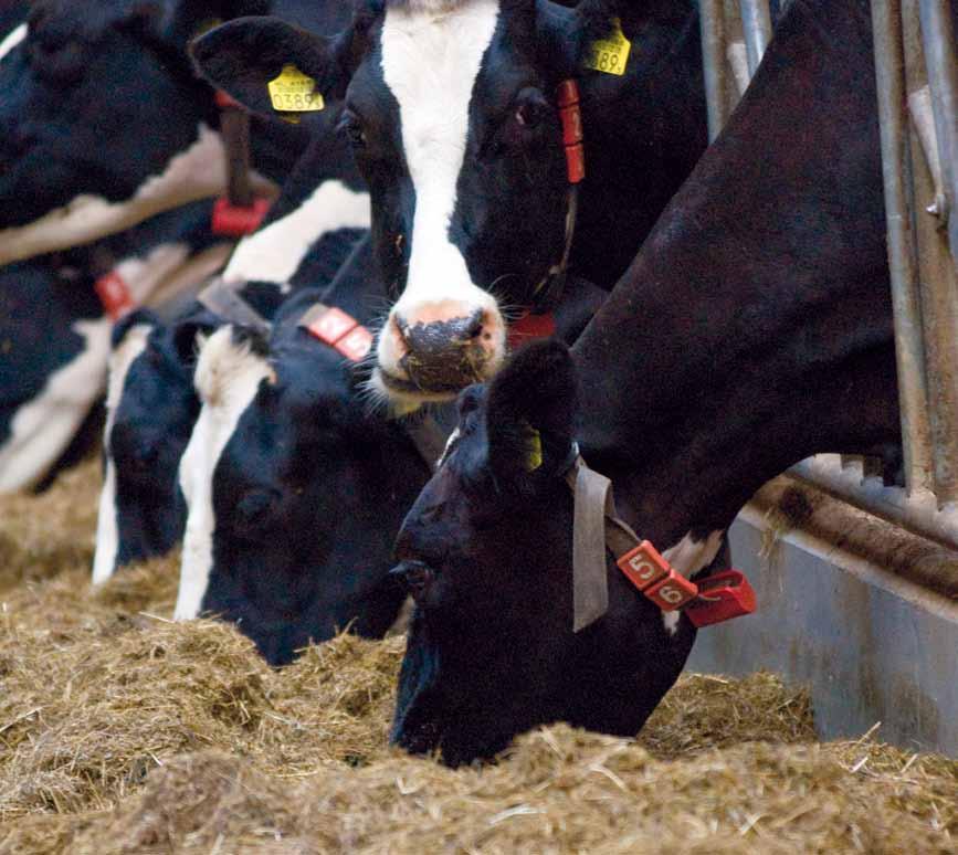 Wysoka jakość paszy, to wysokie zyski Jakość i ilość paszy w ogromnym stopniu wpływają na zdrową i wydajną produkcję mleka i mięsa.