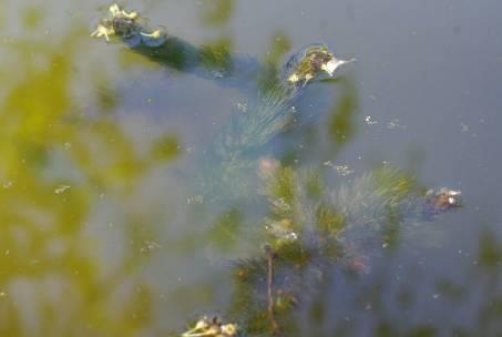 (Secchi) Większy udział fitoplanktonu (koncentracja chlorofilu a)