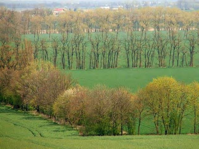 Park Krajobrazowy im. gen. Dezyderego Chłapowskiego, www.kujawa.org.pl Stacja badawcza Polskiej Akademii Nauk, prace dotyczące roli zadrzewień w krajobrazie rolniczym.