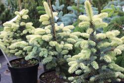 Picea abies