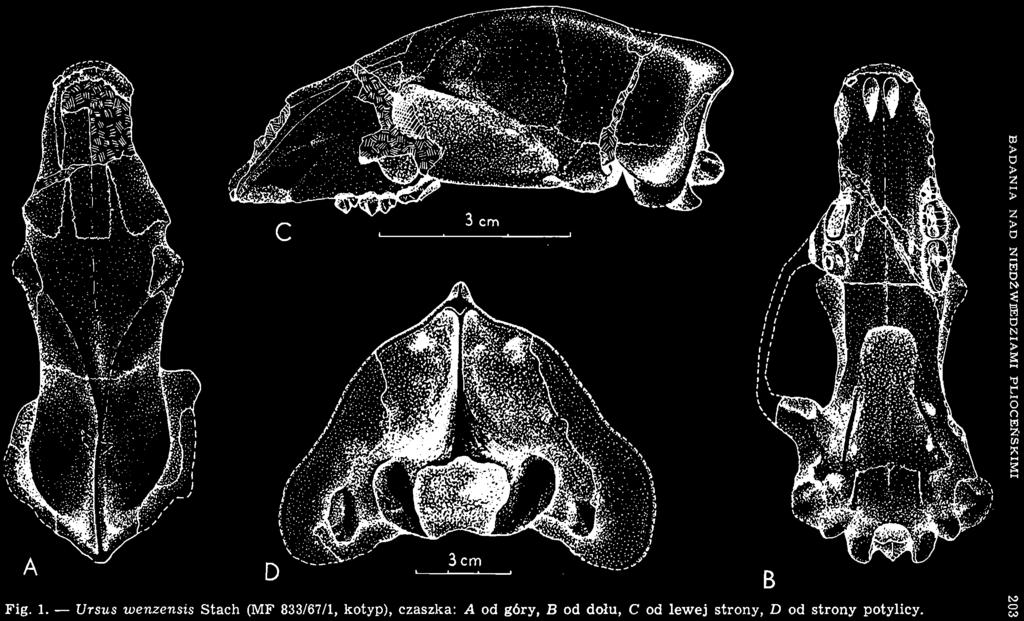 - Ursus wenzensis Stach (MF 833/67/1,