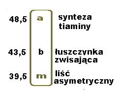 I i II c. III d. III i IV I II III IV 12. Płeć muszki owocowej zależy od wartości stosunku liczby heterochromosomów X do liczby autosomów.