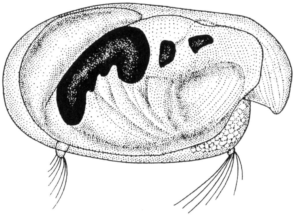 Gromada: Ostracoda -