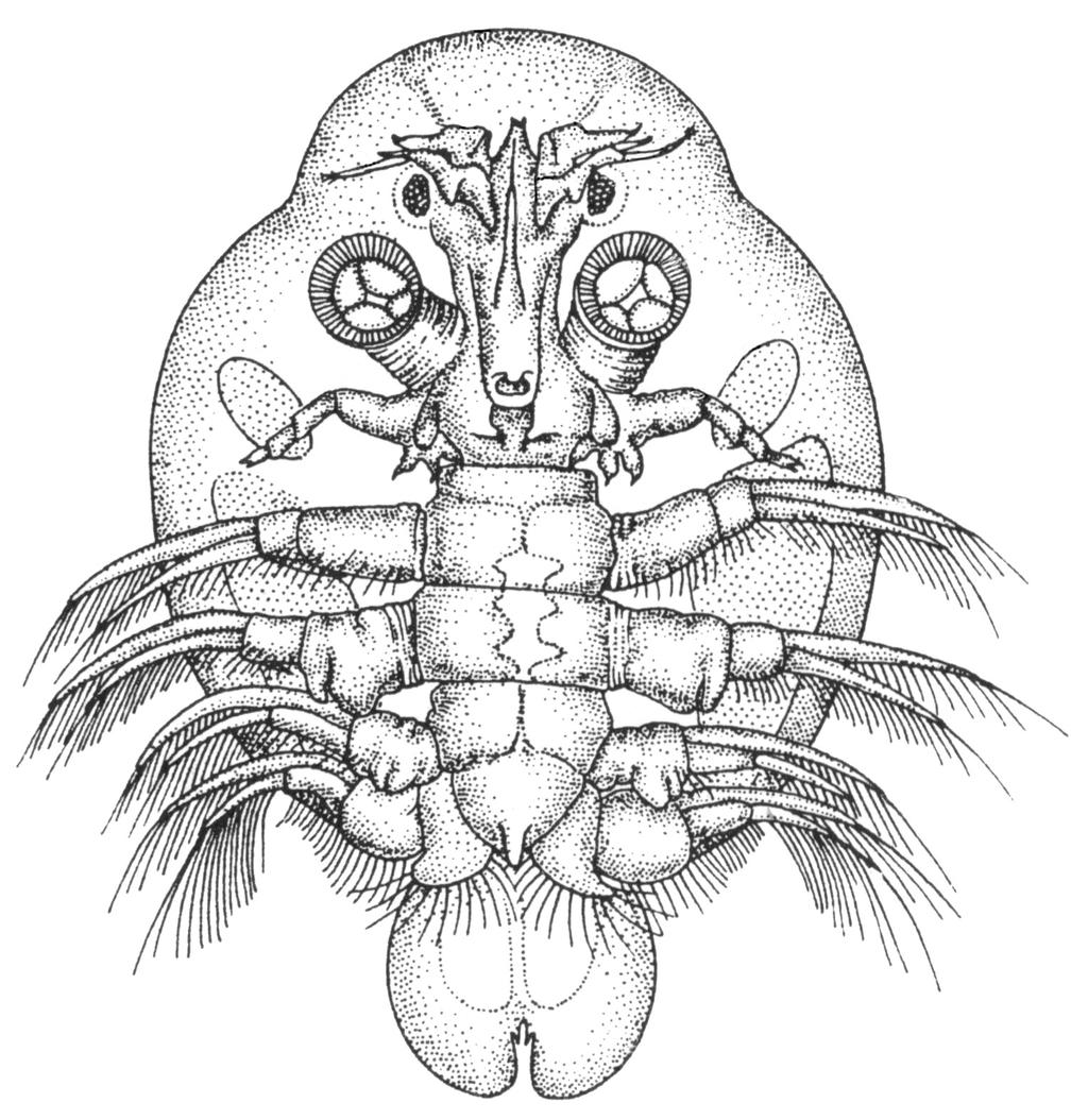 Gromada: Branchiura Tarczenice (splewki) czułek II p. czułek I p.