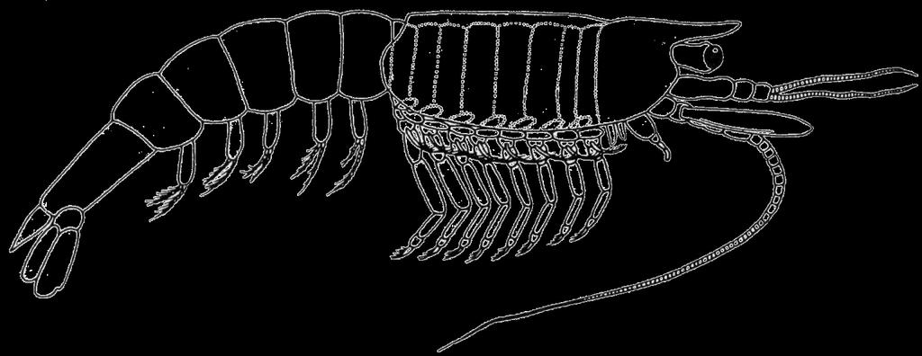 Gromada: Malacostraca - pancerzowce głowotułów płetwa ogonowa telson segmenty odwłoka 6 5 4 3 odnóża odwłokowe odnóża tułowiowe
