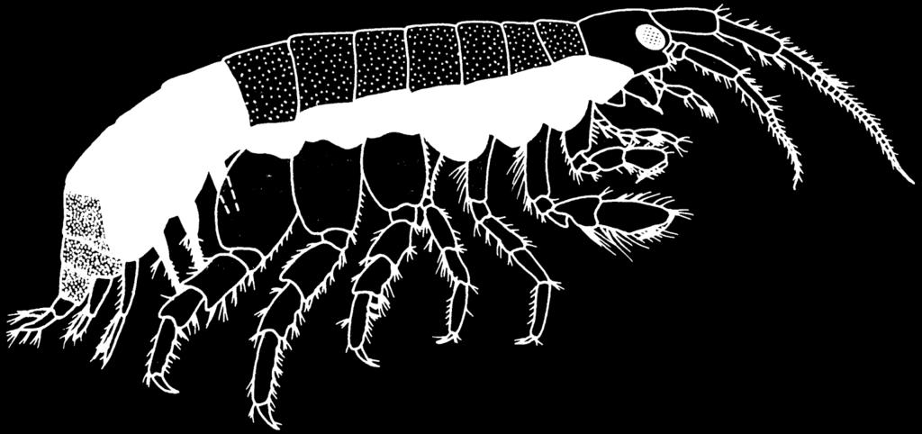 Rząd: Amphipoda obunogi głowa + I segment tułowia oko złożone czułek I p.