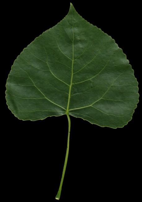 Salicaceae Populus tremula Topola