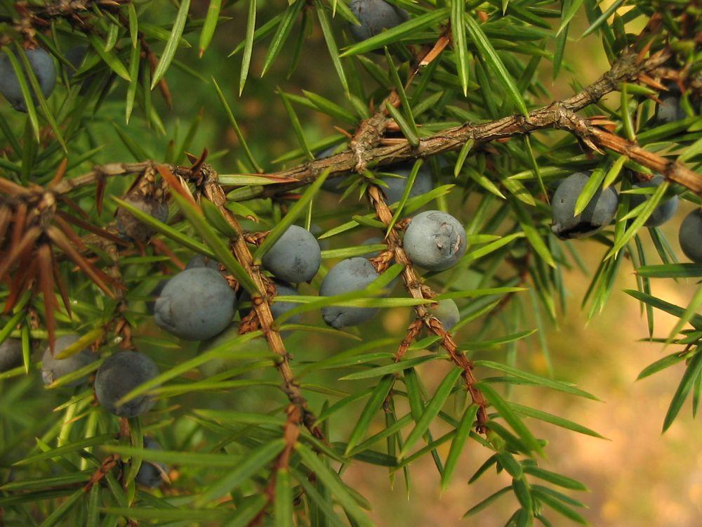 Jałowiec granatowe szyszkojagody z woskowym nalotem Juniperus communis Jałowiec