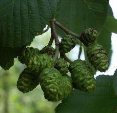 Alnus glutinosa Olsza czarna Betulaceae U obu