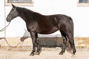 Bazyli Mistrza Świata Młodych Koni w Powożeniu (kategoria koni 6-letnich) - Mezohegyes(Węgry) 2015r.