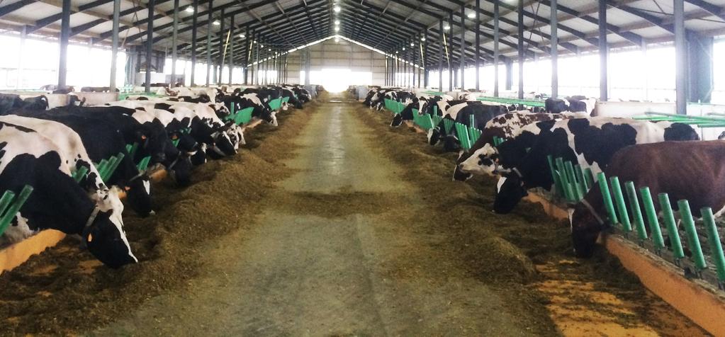 INNOWACYJNE ROZWIĄZANIA DLA BYDŁA COW-WELFARE FLEX FEED ELASTYCZNE KARMIENIE W OBORZE Flex Feed to rewolucyjny sposób