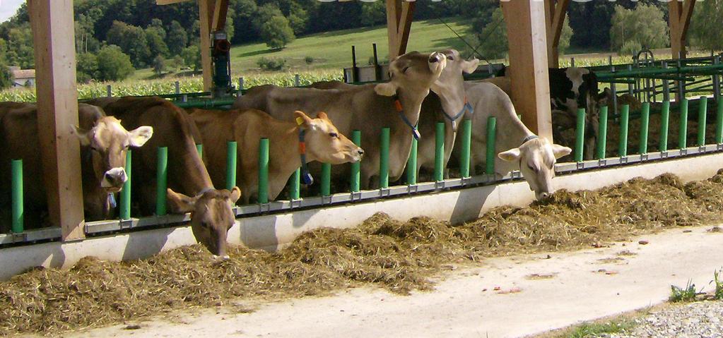 Brak poręczy karkowej umożliwia spożywanie paszy w naturalnej pozycji z uniesioną wysoko głową, nie powodując przy tym