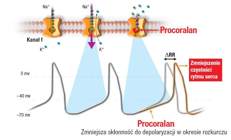 Iwabradyna - mechanizm działania Iwabradyna Iwabradyna