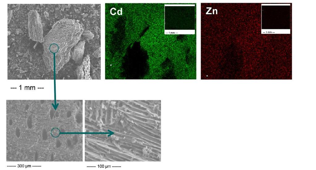 Sorpcja na powierzchni biowęgla Źródło: A review of biochars potential role in the remediation,