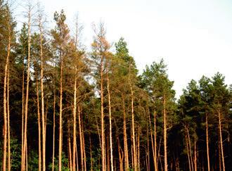 -Mostno- Buszewo należy wymienić obszary chronione w obrębie tego obszaru, takie jak: 1. Obszary Chronione Natura 2000, do których w tym rejonie należą: 1.1. Obszar PLB 320015 Ostoja Witnicko- Dębniańska, 1.