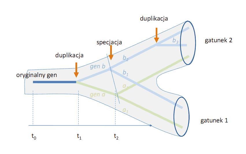 Homologia Podobieństwo cech odziedziczonych po wspólnym przodku ortologi homologii powstałe w procesie specjacji; często pełnią podobną funkcję paralogi homologii powstałe