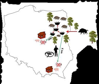 szerzył się wyłącznie w populacji dzików (ryc. 5); 2) w drugim dochodzi do transmisji wirusa z dzików na świnie (ryc. 6); 3) w trzecim wirus transmitowany jest ze świń na dziki (ryc. 7).