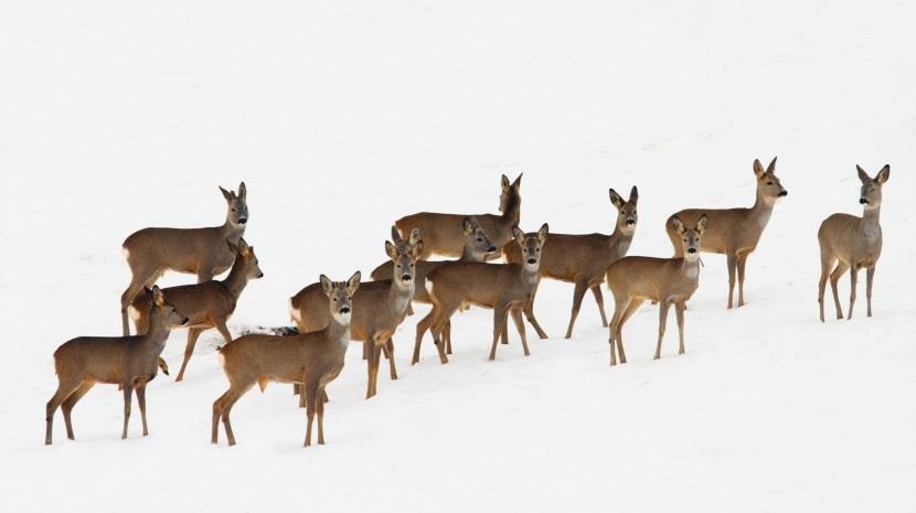 Foto. Shutterstock Gospodarowanie populacjami zwierzyny grubej Metody szacowania liczebności Szacowanie liczebności zwierzyny z uwzględnieniem różnicy zagęszczenia między powierzchnią leśną i nie