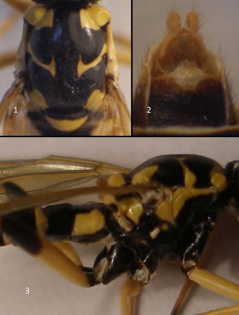 Ryc. 1-3. Xylomyia maculata (MEIGEN), samica: 1 tułów, widok od strony grzbietowej; 2 - genitalia, widok od strony brzusznej; 3 tułów, widok z boku. LITERATURA DOMINIAK P. 2011.