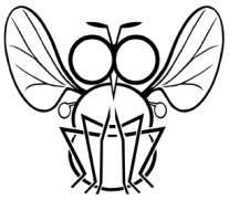 Biuletyn Sekcji Dipterologicznej Polskiego Towarzystwa Entomologicznego DIPTERON Bulletin of the Dipterological Section of the Polish Entomological Society ISSN 1895 4464 Tom 28 Wrocław 31 XII 2012