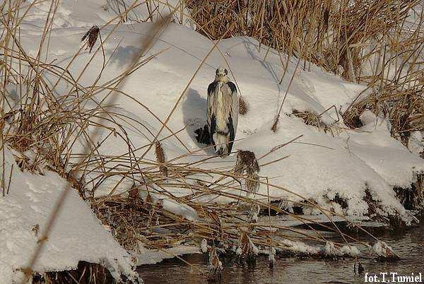 Sporadycznie można spotkać zimująca czaple siwą 23.01.2010 Białostocka oczyszczalnia ścieków, fot. T. Tumiel Czapla purpurowa Ardea purpurea (WO) 06.05-1, Łoje Awissa, gm. Radziłów, pow. grajewski (T.