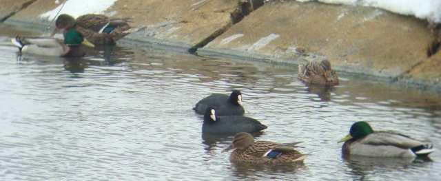 Sokół wędrowny Falco peregrinus (WO) 16.02-1, Białystok-Centrum (M. Broniszewska, M. Polakowski); 23.02-1, Białystok-Os. Piasta (P. Mirski, T. Tumiel); 20.04-1, Krzewo, gm. Piątnica, pow.