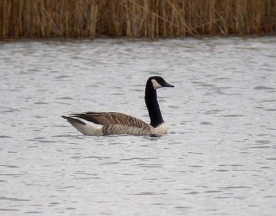 Bernikla kanadyjska Branta canadensis (WO) 16.04-1, St. Popielewo, gm. Krypno, pow. moniecki (G. Grygoruk). Bernikla kanadyjska na St. Popielewo, fot. G. Grygoruk Bernikla białolica Branta leucopsis (WO) 19.