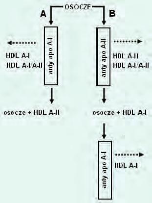 mację ABC A-1 w formę aktywną, zdolną do przemieszczenia fosfolipidów z wewnętrznego do zewnętrznego listka błony komórkowej.
