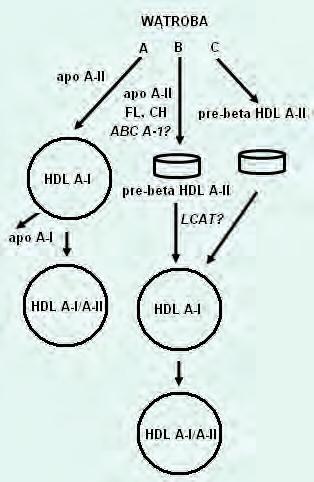 rycina 3. Trzy potencjalne szlaki prowadzące do powstawania HDL A-I/A-II w osoczu.