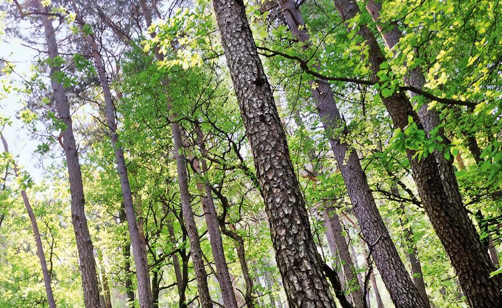 Suma Twoich korzyści: Precyzyjna technika cienkotnąca dla początkujących Nadzwyczajny stosunek ceny do