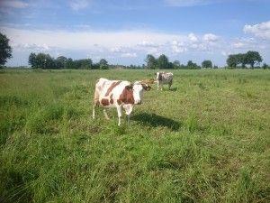 .pl https://www..pl Stosowaliśmy bolusy u krów przed wycieleniem, przeciwko ketozie. Ale tylko u sztuk zagrożonych ketozą mówi pani Marta.