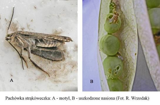 Rodzaj uszkodzeń. Gąsienice w czasie żerowania uszkadzają strąki grochu, wygryzają nasiona, zanieczyszczają odchodami i przędzą wnętrze strąka. Jedna gąsienica może uszkodzić 1-3 nasiona.