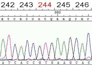 Badanie mutacji kinazy tyrozynowej BCR-ABL w PBSz 205 Lokalizacja mutacji Wynik sekwencjonowania Substytucja IC 50 dla imatynibu (nm) aminokwasowa M244V Komórkowe -