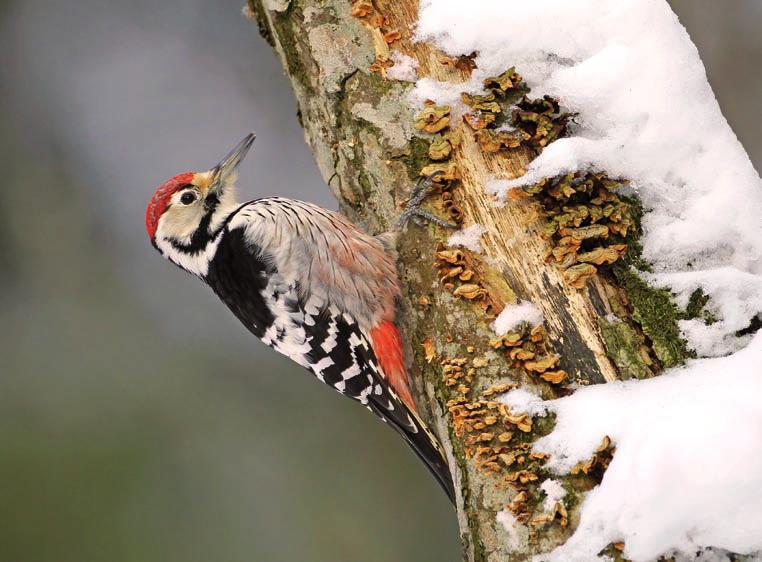 Może być to spowodowane zarówno czynnikami naturalnymi (naturalne procesy i biologiczne cechy gatunku), jak i wpływem działalności człowieka (tzw. czynniki antropogeniczne).