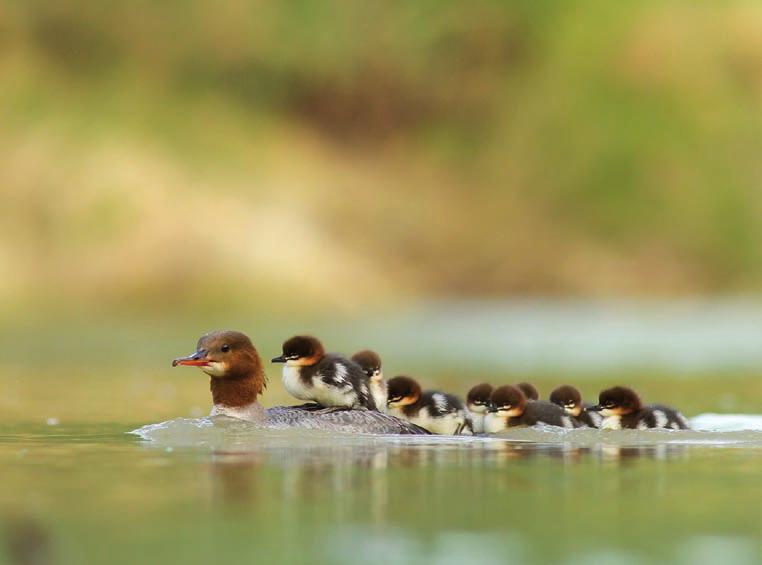 Czyste powietrze, czyste rzeki, naturalne lasy, tereny łąkowe użytkowane w sposób przyjazny przyrodzie, dostępność spokojnych miejsc, gdzie możemy wypocząć wszyscy czujemy, że to klucz do zdrowego,