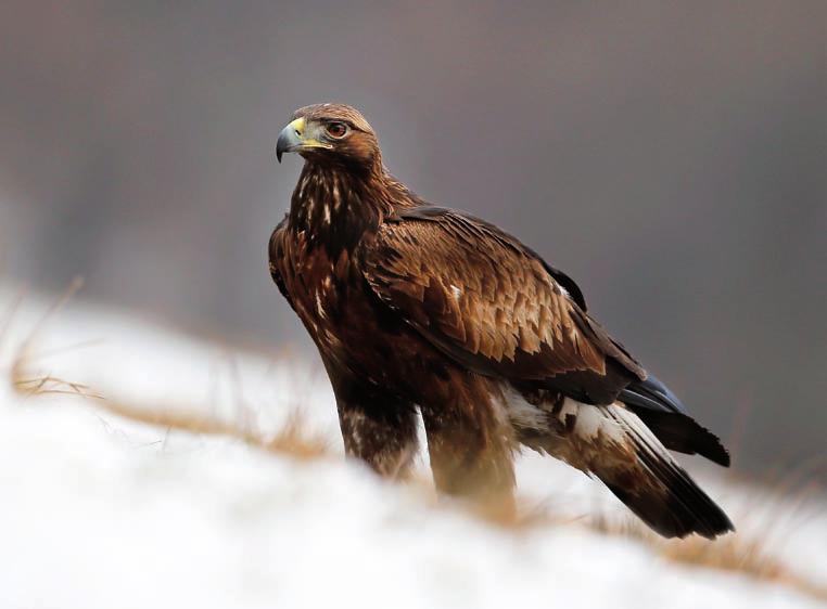 Awifauna polskich Karpat wyjątkowe ptaki Wędrując górskimi szlakami, spotykać będziemy głównie pospolite gatunki ptaków, jednak karpackie ostępy są domem również dla wielu wyjątkowych gatunków