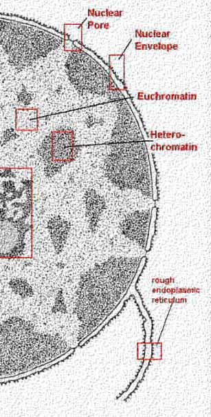 Dostęp do DNA Regulacja struktury nukleosomowej chromatyny euchromatyna i heterochromatyna - obszary o strukturze rozluźnionej lub