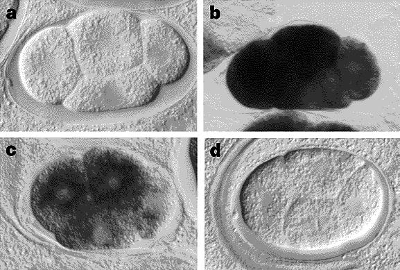 Stabilność mrna Regulacja stabilności mrna mechanizm zalezny od