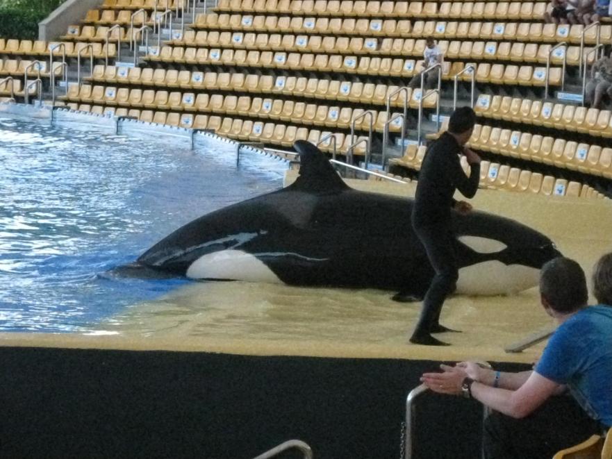 jedna w Loro Parque, parku botaniczno zoologicznym