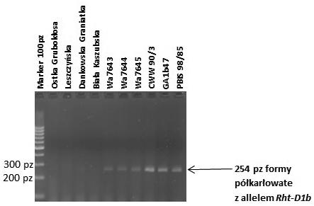 162 D. Weigt, A. Kiel, J. Nawracała i in. Rys. 1. Reakcja PCR potwierdzająca występowanie markera allelu Rht-D1b w formach półkarłowatych pszenicy zwyczajnej oraz jego brak w genotypach wysokich Fig.