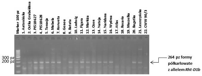Identyfikacja genu karłowatości RHT-D1b.