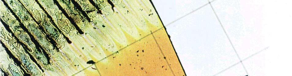 Próbka A 1 Zdjęcia z mikroskopu