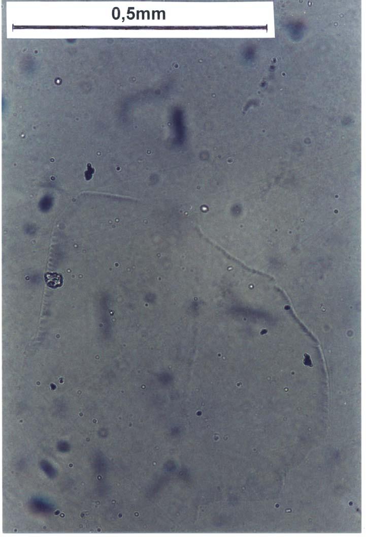 Zdjęcia z mikroskopu