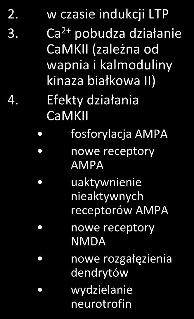 mechanizm biochemiczny LTP 2. w czasie indukcji LTP 3.