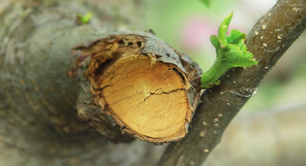 OGRÓD, SAD FUNABEN PLUS 03 PA Środek ochrony roślin w postaci pasty grzybobójczej skutecznie zwalczającej zgorzel kory, leukostomozę i raka drzew owocowych.