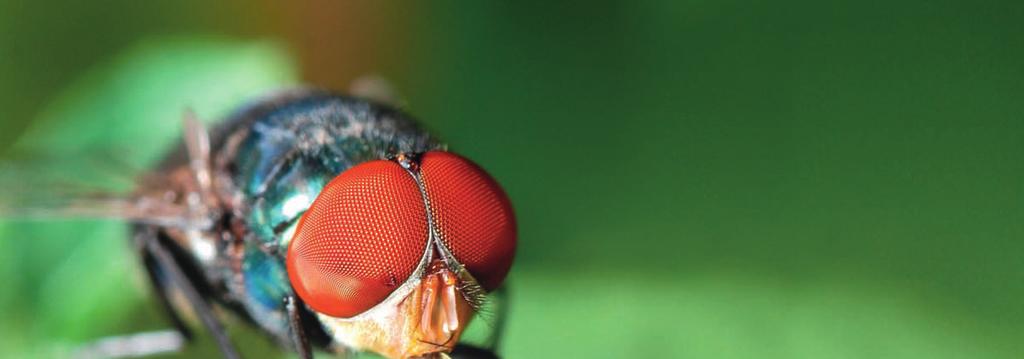 ŚRODKI INSEKTOBÓJCZE IMIDAKLOPRID MUCHAKRON EKSTRA Preparat w postaci proszku