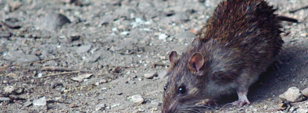 ŚRODKI GRYZONIOBÓJCZE BROMADIOLONE TOXAN GRANULAT Sprawdzony granulat do zwalczania szczurów i myszy w