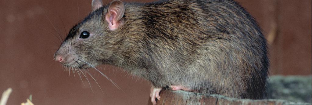 ŚRODKI GRYZONIOBÓJCZE BROMADIOLONE TOXAN PASTA Preparat do zwalczania szczurów i myszy w postaci gotowych saszetek z pastą.