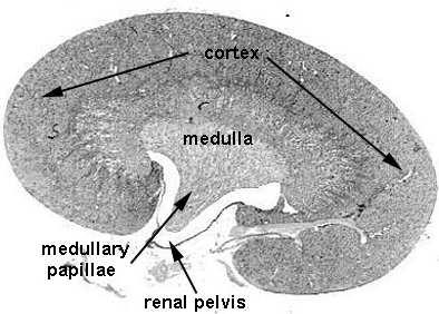 nie ma miedniczek (odgałęzienia moczowodu zbierają mocz z kielichów) Świnia: nerka wielopłatowa, jednolita, kielichy